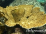 Elchgeweihkoralle (Acropora palmata)