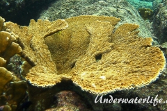 Elchgeweihkoralle_Acropora palmata_adult-Karibik-2014-001