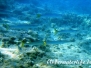 Europäischer Barrakuda (Sphyraena sphyraena)