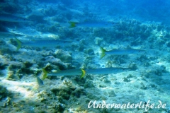 Europaeischer Barrakuda­_subadult-Dubrovnik-2015-001