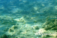 Europaeischer Barrakuda­_subadult-Dubrovnik-2015-002