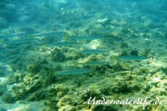 Europaeischer Barrakuda­_subadult-Dubrovnik-2015-003