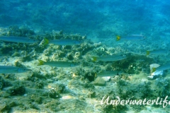 Europaeischer Barrakuda­_subadult-Dubrovnik-2015-004