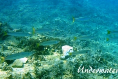Europaeischer Barrakuda­_subadult-Dubrovnik-2015-005