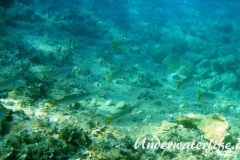 Europaeischer Barrakuda­_subadult-Dubrovnik-2015-006