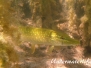 Europa Süßwasser Hechtartigen-Esociformes-pikes and mudminnows