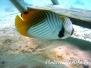 Indik Falterfische-Chaetodontidae-Butterflyfishes