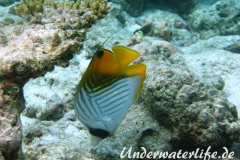 Faehnchen-Falterfisch_adult-Malediven-2013-03
