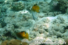 Faehnchen-Falterfisch_adult-Malediven-2013-08