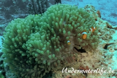 Falscher Clownfisch_adult-Thailand-2017-001