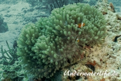 Falscher Clownfisch_adult-Thailand-2017-002
