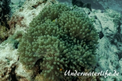 Falscher Clownfisch_adult-Thailand-2017-004