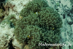 Falscher Clownfisch_adult-Thailand-2017-005