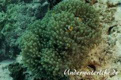 Falscher Clownfisch_adult-Thailand-2017-006