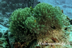 Falscher Clownfisch_adult-Thailand-2017-007