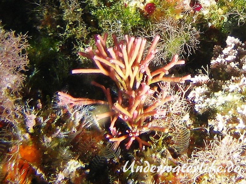 Feines Korallenmoos-Dubrovnik-2015-001
