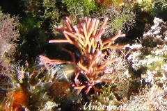 Feines Korallenmoos-Dubrovnik-2015-001
