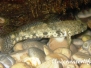 Mittelmeer Grundeln-Gobiidae-Prawn gobys