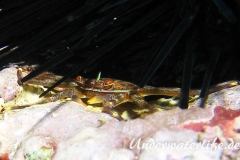 Percnon gibbesi_adult-Karibik-2014-001