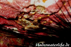 Percnon gibbesi_adult-Karibik-2014-002