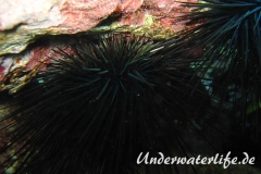Percnon gibbesi_adult-Karibik-2014-004
