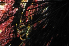 Percnon gibbesi_adult-Karibik-2014-005