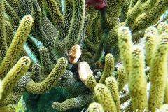 Flamingozunge_adult-Karibik-2014-001