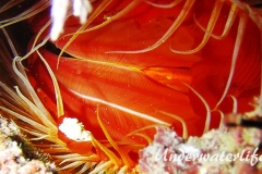 Flammenmuschel_adult-Karibik-2014-001