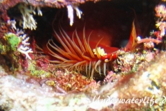 Flammenmuschel_adult-Karibik-2014-003