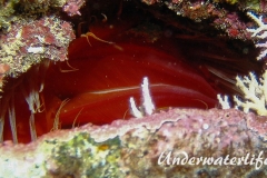 Flammenmuschel_adult-Karibik-2014-004