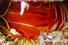 Flammenmuschel_adult-Karibik-2014-005