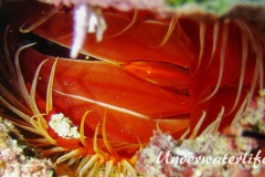 Flammenmuschel_adult-Karibik-2014-006