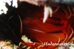 Flammenmuschel_adult-Karibik-2014-007