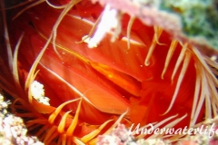 Flammenmuschel_adult-Karibik-2014-008