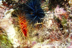 Flammenmuschel_adult-Karibik-2014-009