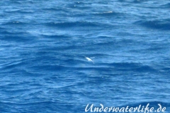 Fliegender Fisch_adult-Karibik-2014-02