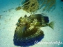 Karibik Fische-Pisces-fish