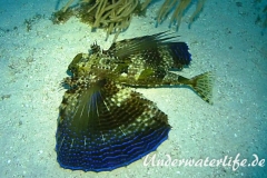 Flughahn_adult-Karibik-2014-02