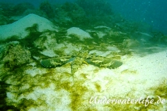 Flughahn_adult-Karibik-2014-10