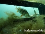 Europa Süßwasser Barschartige-Perciformes-perch-likes