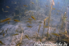Flussbarsch_adult-Leeheim-2013-002
