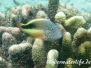 Forsters Büschelbarsch (Paracirrhites forsteri)