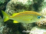 Karibik Grunzer-Haemulidae-Grunt