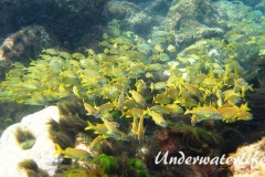 Franzosen-Grunzer_adult-Karibik-2014-004