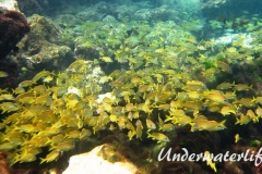 Franzosen-Grunzer_adult-Karibik-2014-005
