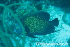 Franzosen-Kaiserfisch_adult-Karibik-2014-01