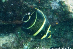 Franzosen-Kaiserfisch_adult-Karibik-2014-02