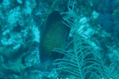 Franzosen-Kaiserfisch_adult-Karibik-2014-04