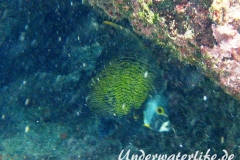 Franzosen-Kaiserfisch_adult-Karibik-2014-05