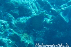 Franzosen-Kaiserfisch_adult-Karibik-2014-06